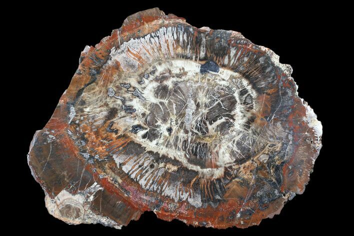 Unique, Polished Arizona Petrified Wood Slice with Fungus - #89334